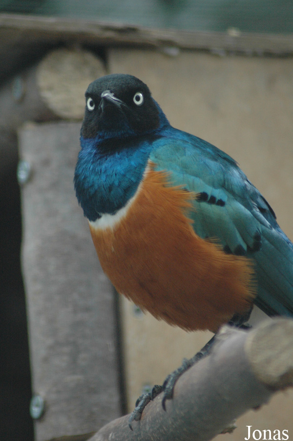Lamprotornis superbus