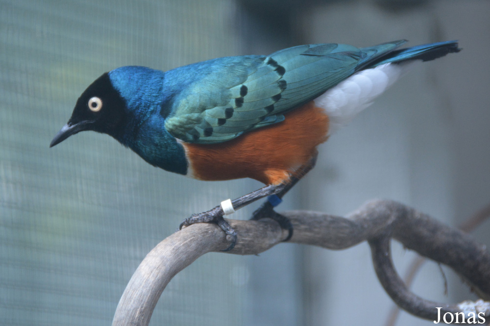 Lamprotornis superbus