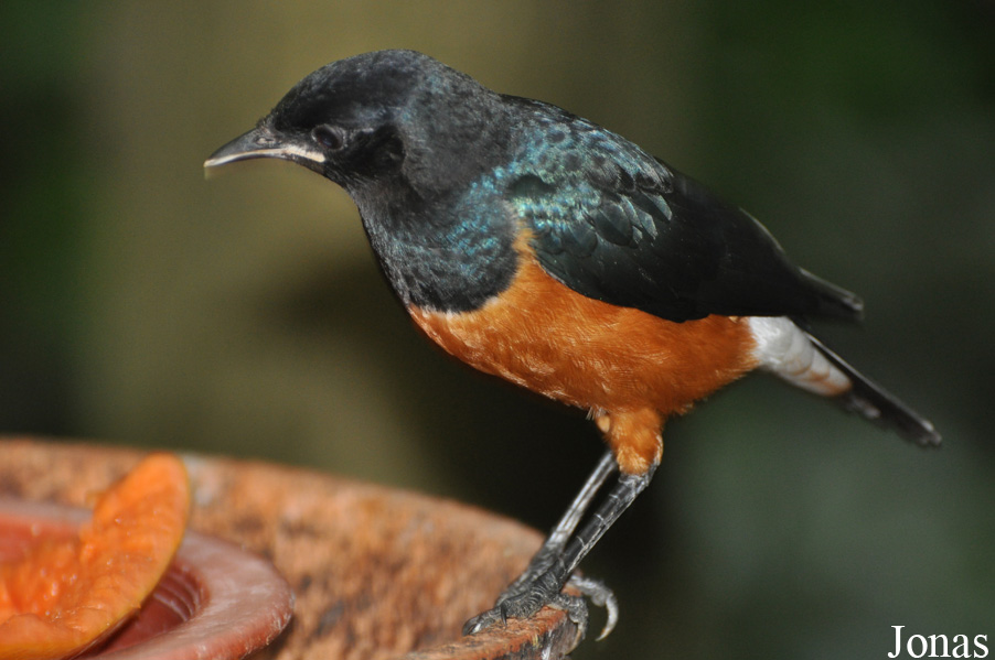 Lamprotornis superbus