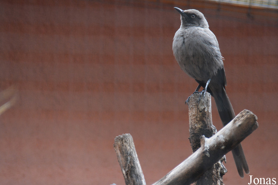 Lamprotornis unicolor