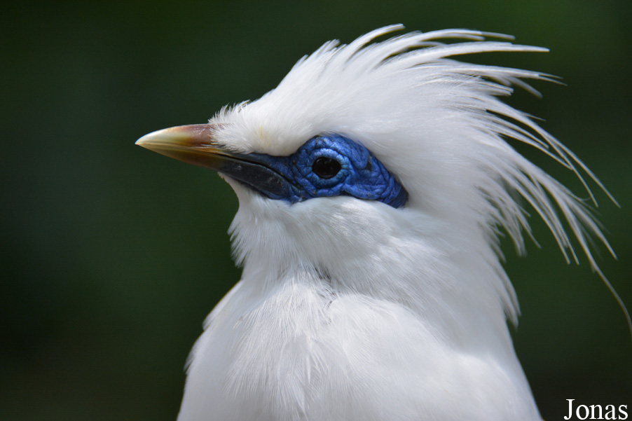 Leucopsar rothschildi