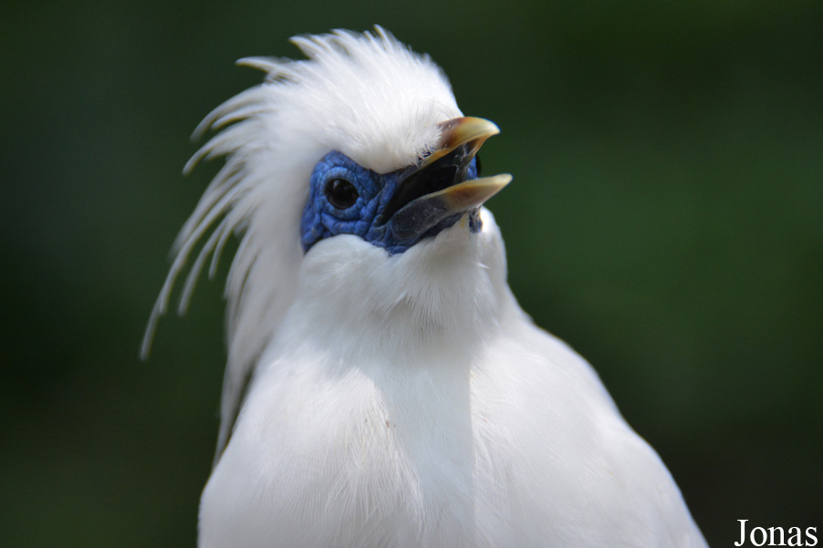 Leucopsar rothschildi