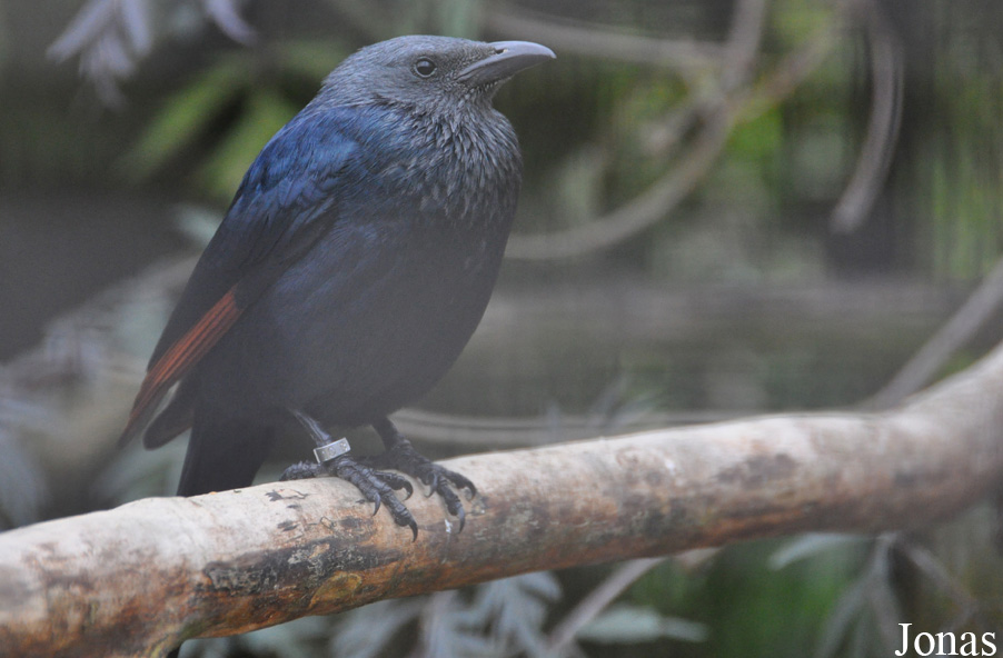 Onychognathus morio