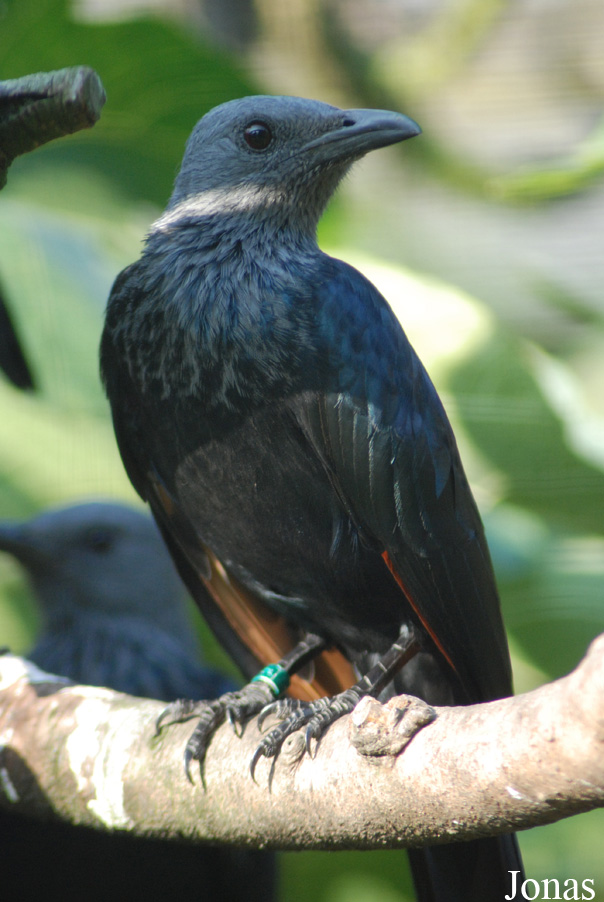 Onychognathus morio