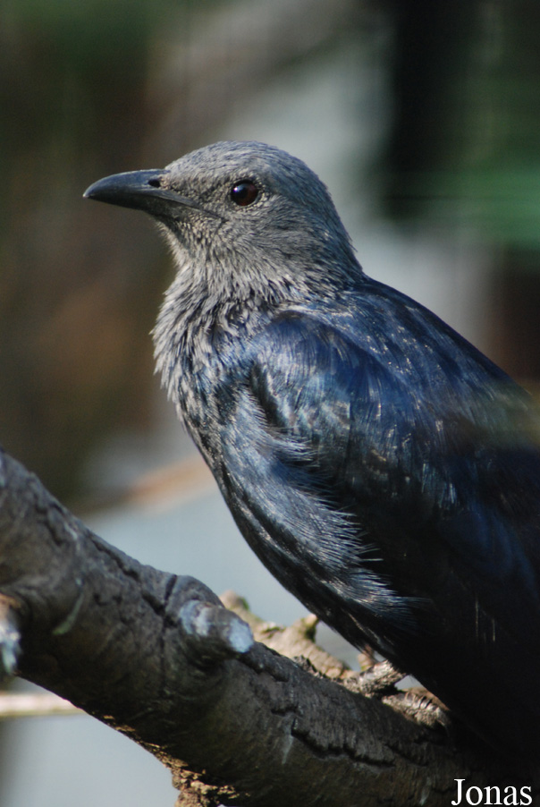 Onychognathus morio