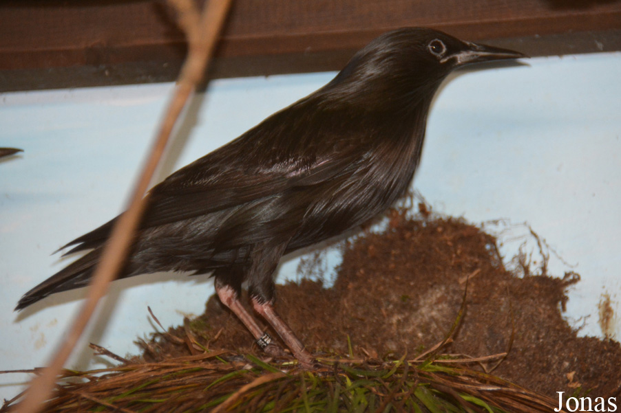 Sturnus unicolor