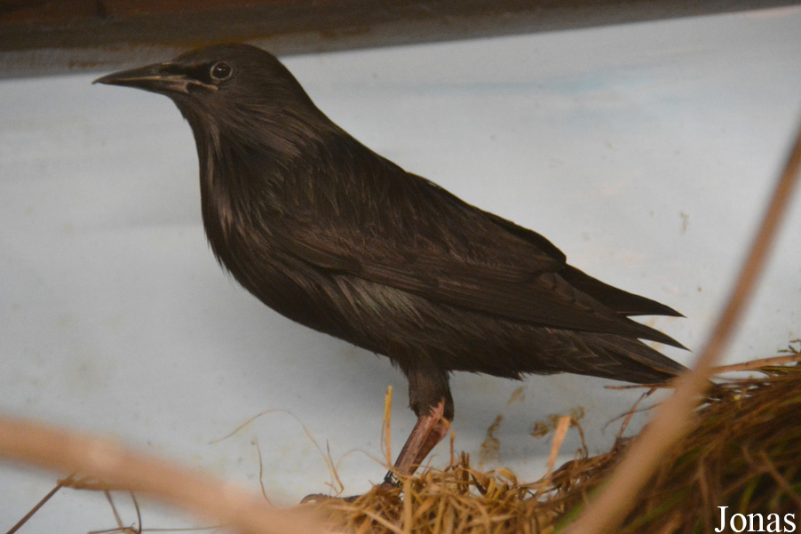 Sturnus unicolor