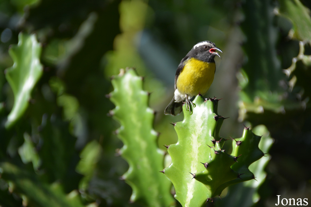 Coereba flaveola bartholemica