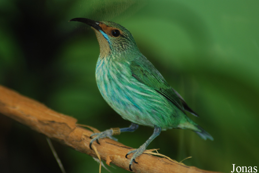 Cyanerpes caeruleus