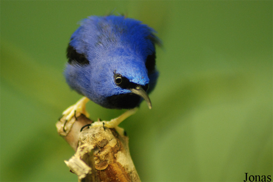 Cyanerpes caeruleus