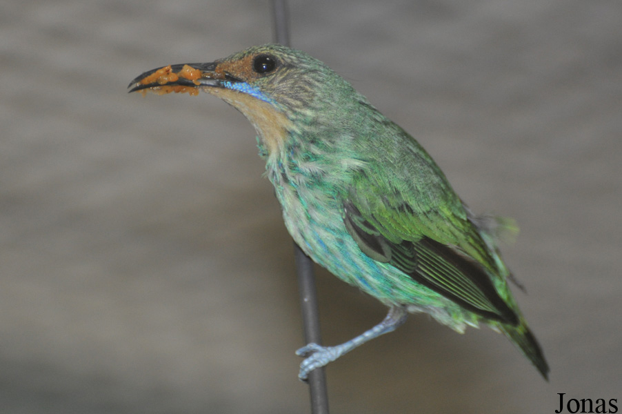 Cyanerpes caeruleus
