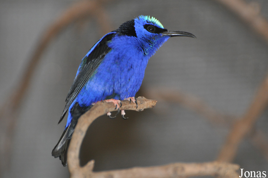 Cyanerpes cyaneus