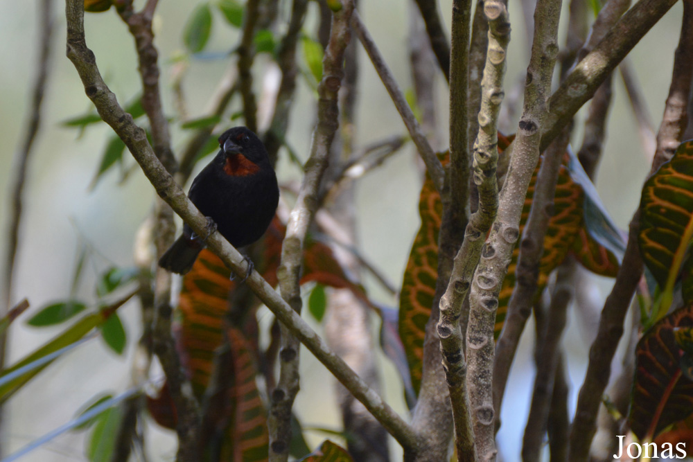 Loxigilla noctis dominicana