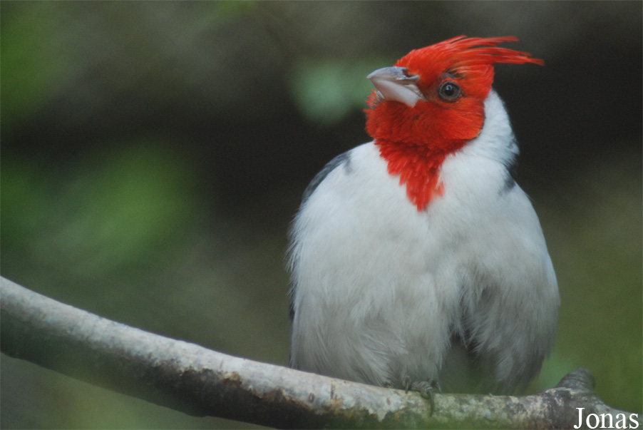 Paroaria coronata