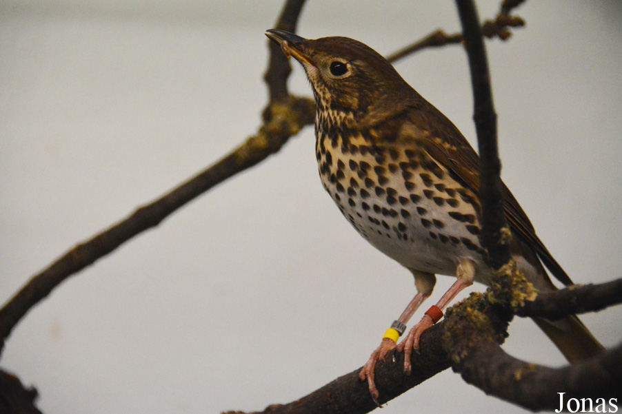 Turdus philomelos
