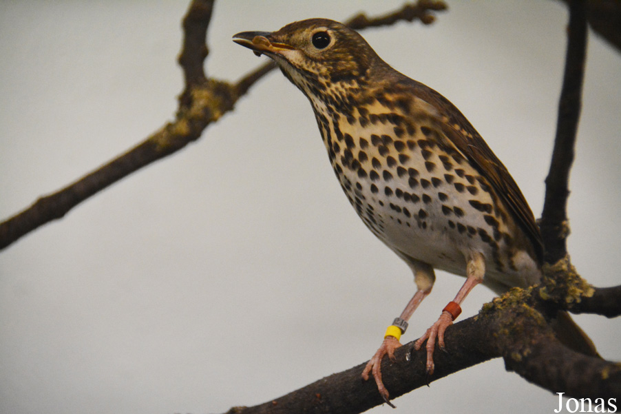 Turdus philomelos