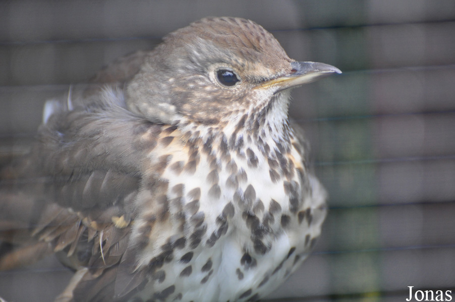 Turdus pilaris