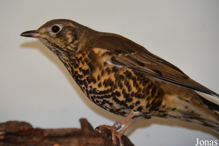 Turdus viscivorus