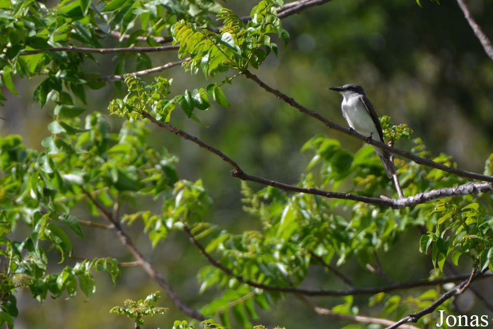 Tyrannus dominicensis vorax