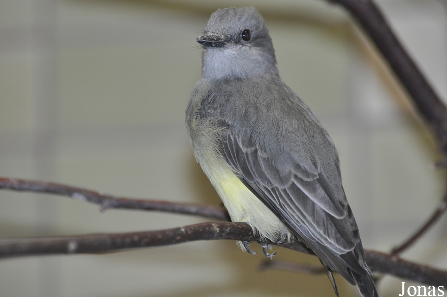 Tyrannus melancholicus