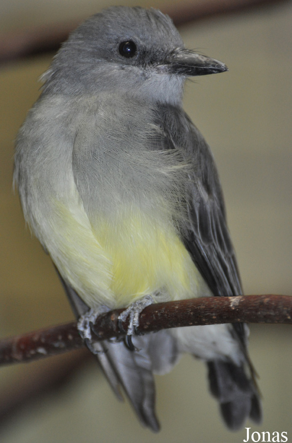 Tyrannus melancholicus