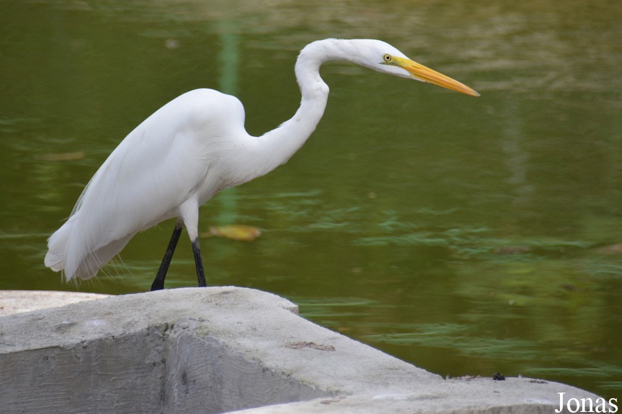 Ardea alba egretta / La Habana
