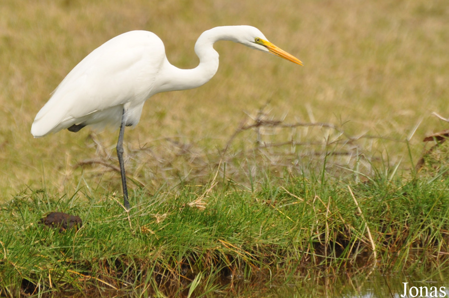 Ardea alba melanorhynchos / Arusha National Park