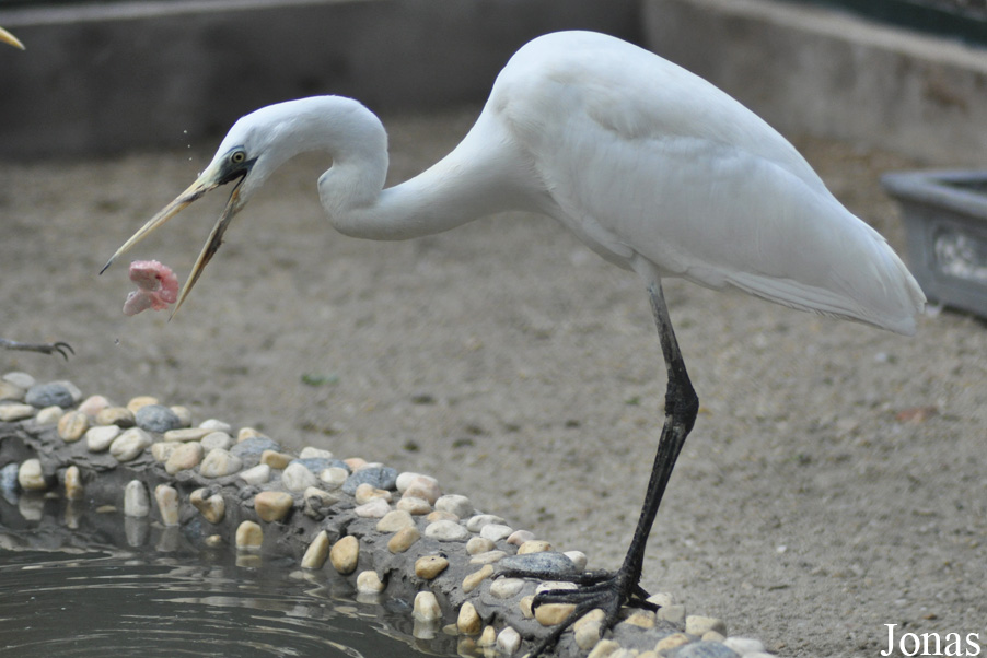 Ardea alba modesta