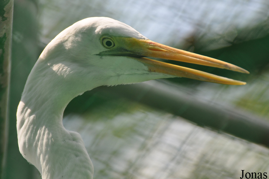 Ardea alba modesta