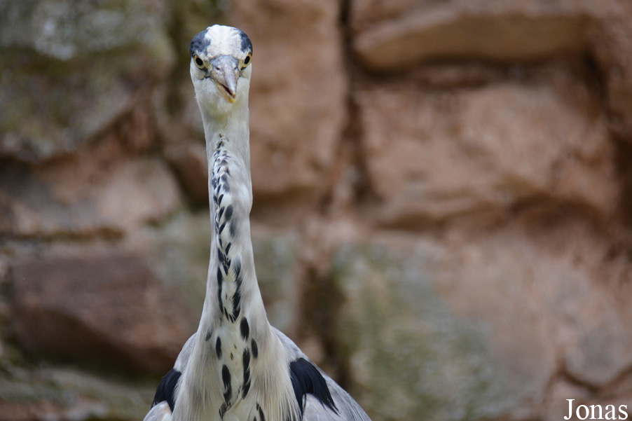 Ardea cinerea cinerea