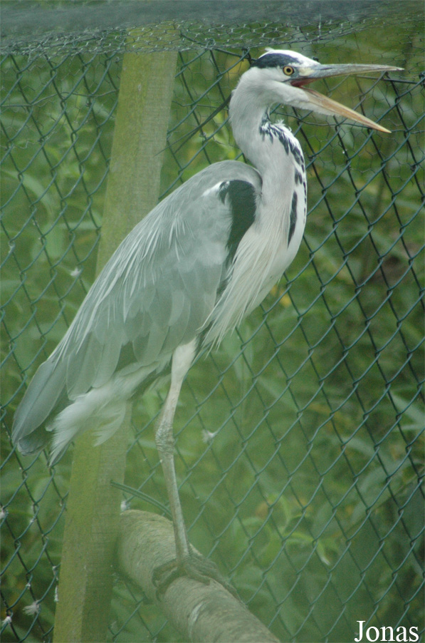 Ardea cinerea cinerea