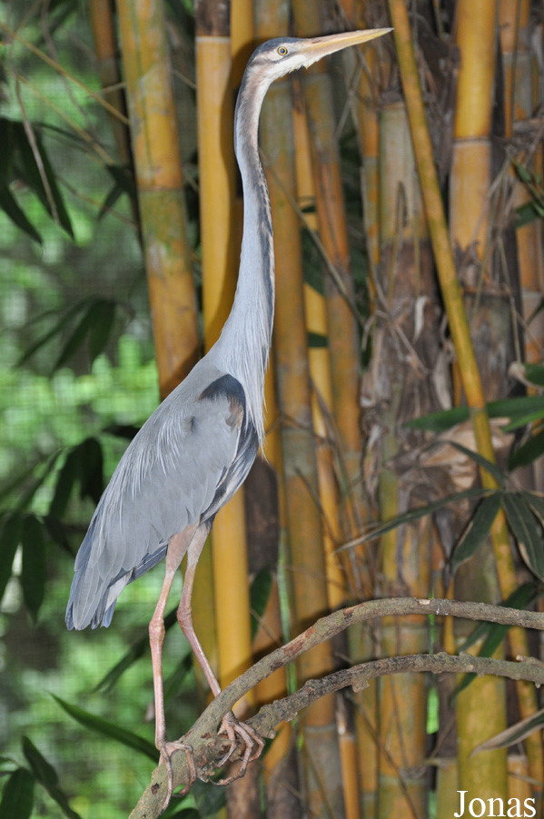 Ardea purpurea