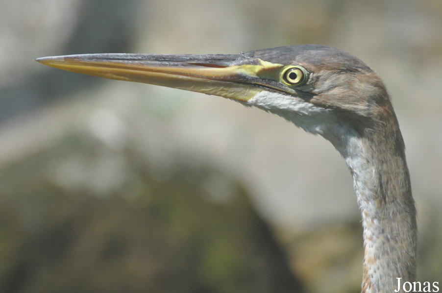 Ardea purpurea