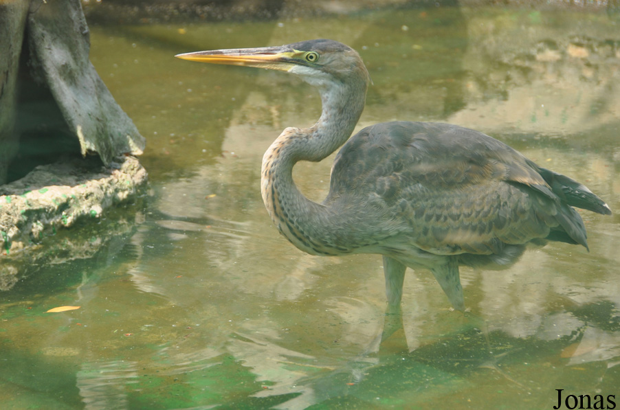 Ardea purpurea