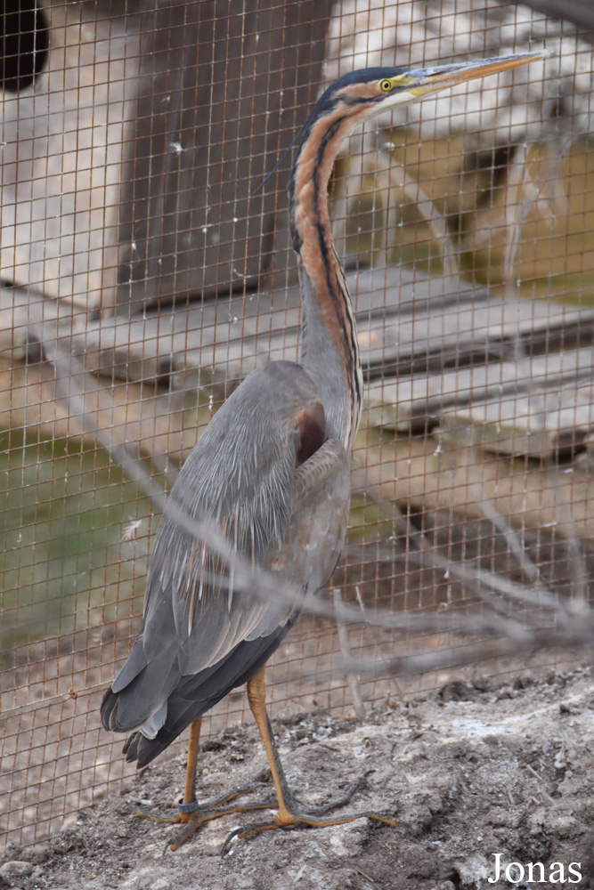 Ardea purpurea