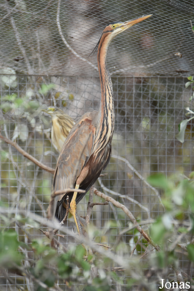 Ardea purpurea