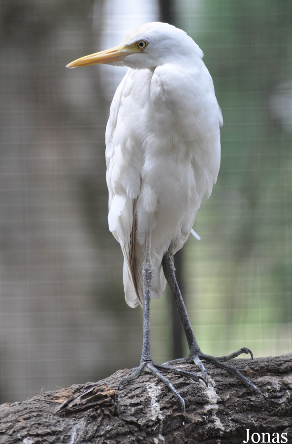 Bubulcus coromandus