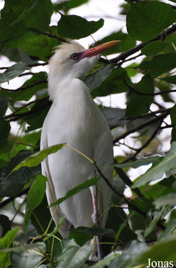 Bubulcus coromandus