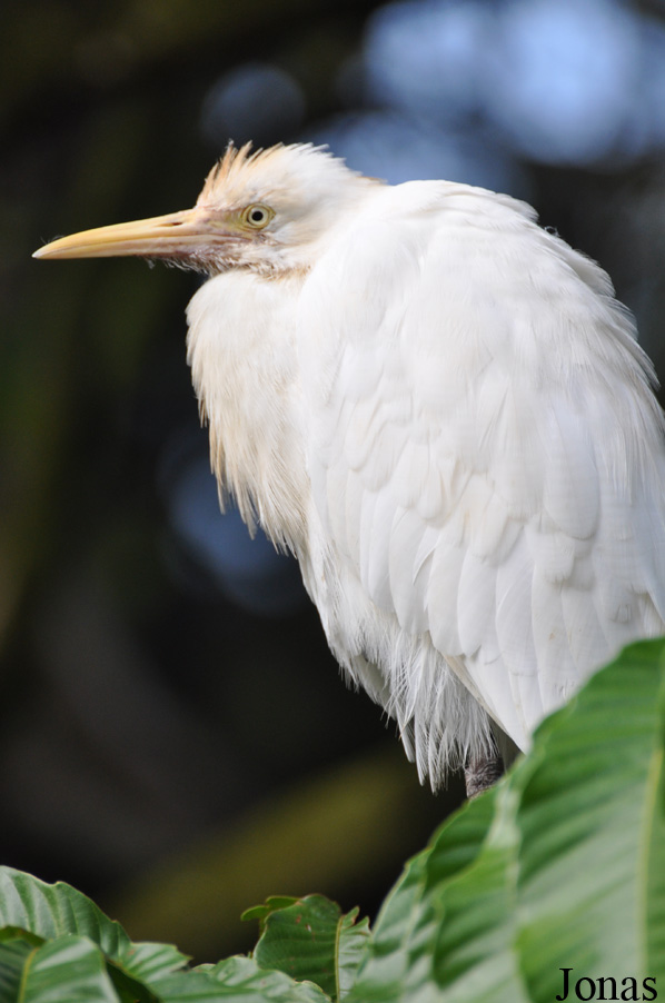 Bubulcus coromandus