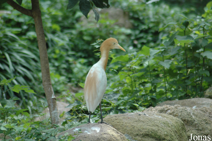 Bubulcus ibis