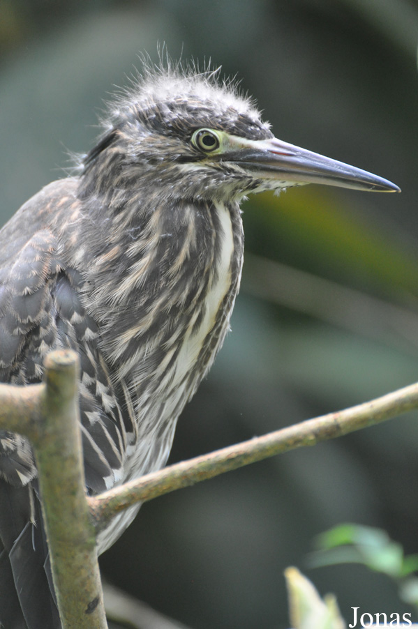 Butorides striata