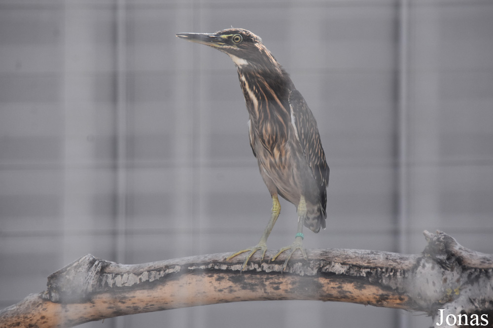 Butorides striata