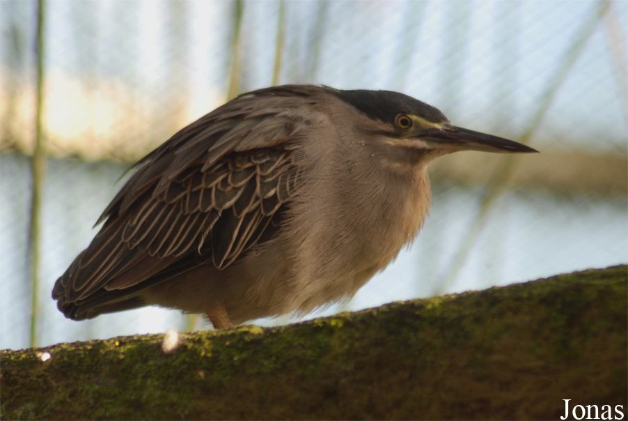 Butorides striata