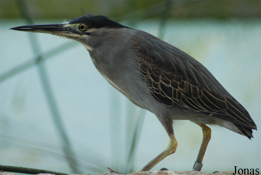 Butorides striata