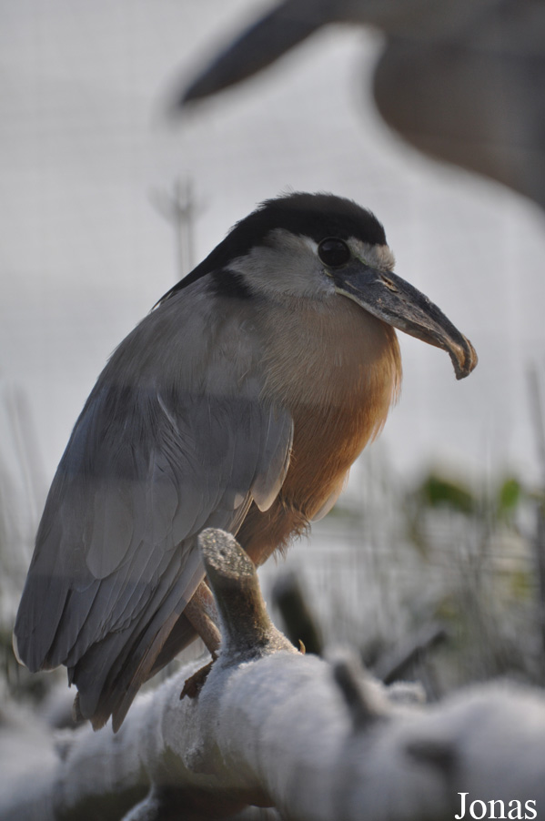 Cochlearius cochlearius ridgwayi