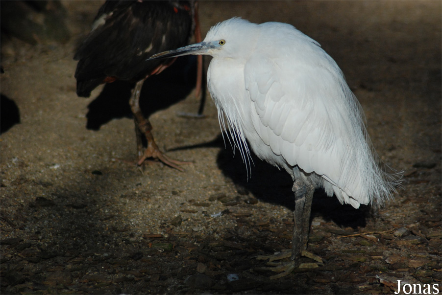 Egretta garzetta