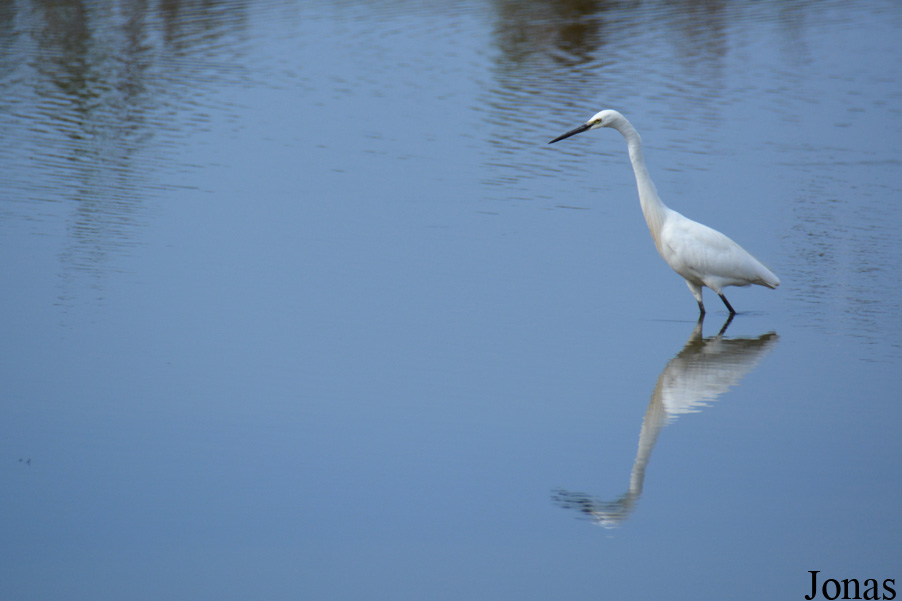 Egretta garzetta