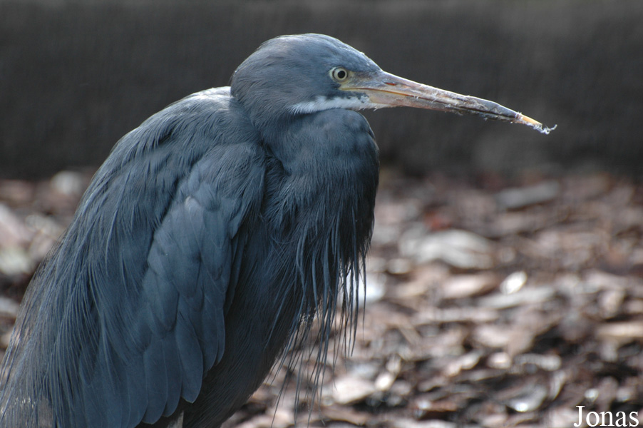 Egretta gularis