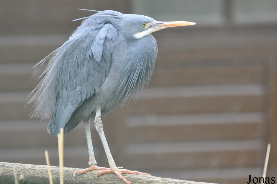 Egretta gularis