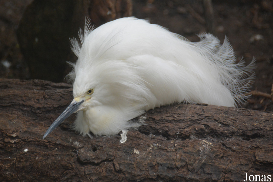 Egretta thula